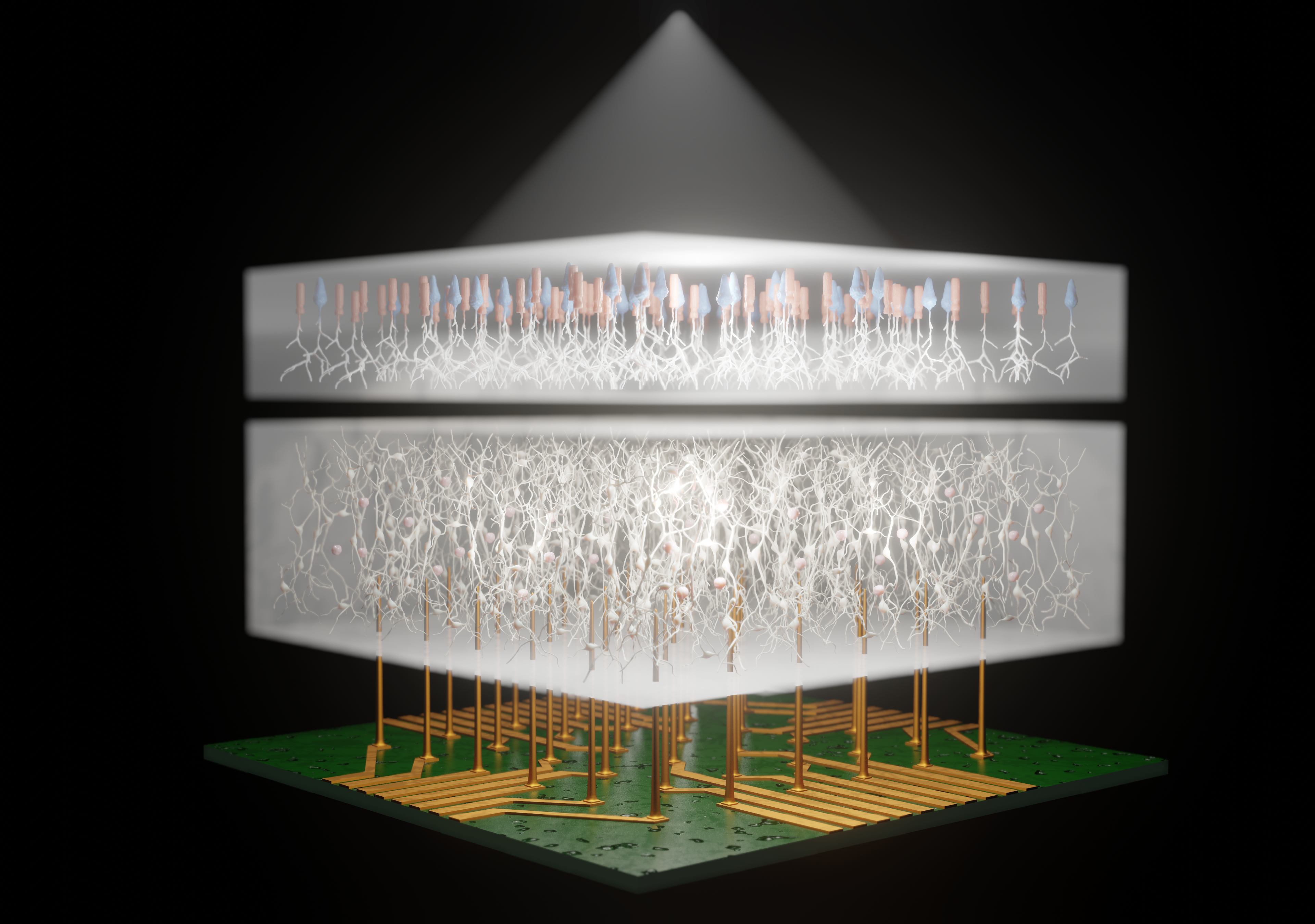 Cells on Electrode Array Precursors Lightcone